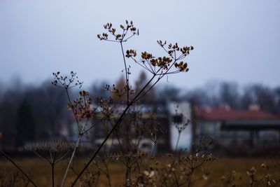 Close-up of flowering plants on field against sky