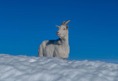 View of an animal against blue sky