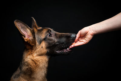 A woman feeds a german shepherd puppy from her hand. close-up on an isolated black background.