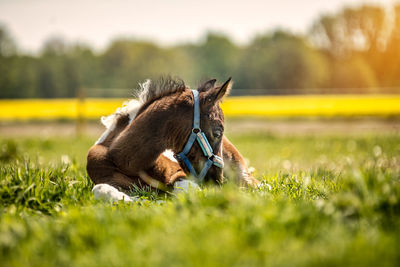 Dog relaxing on field