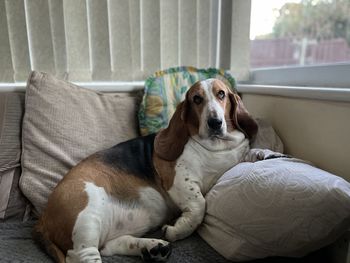 Portrait of dog relaxing on sofa at home