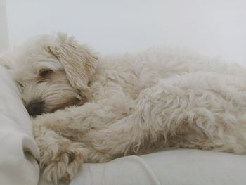 Dog sleeping on bed at home