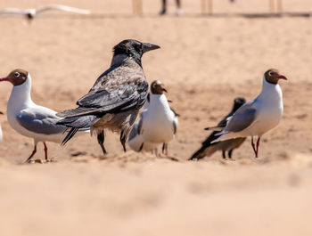 Close-up of bird perching on sand