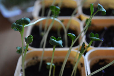 Close-up of green sprouts of raddish