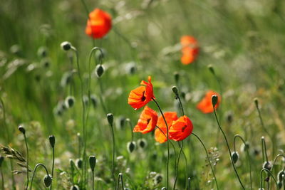 Close-up of orange poppy on field