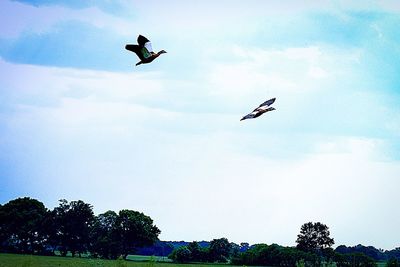 Low angle view of eagle flying against sky