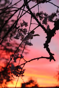Low angle view of silhouette trees against sky during sunset