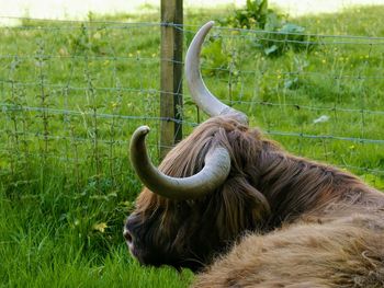 Close-up of a highland cow in a field.