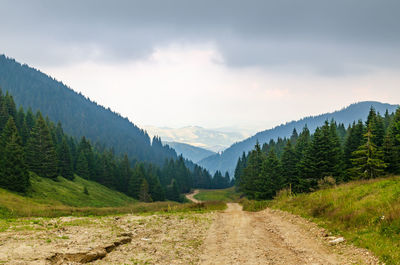 Scenic view of pine trees against sky