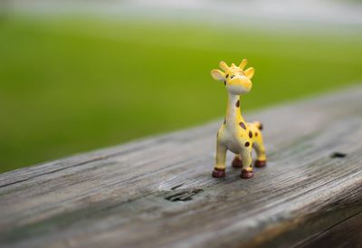 Close-up of yellow lizard on wood