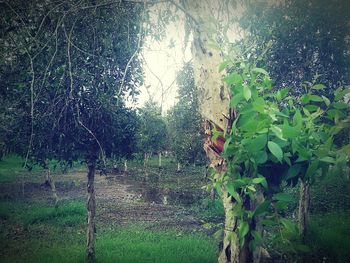 View of trees in field