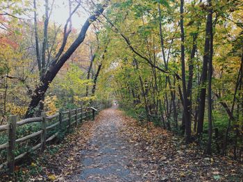 Footpath passing through forest