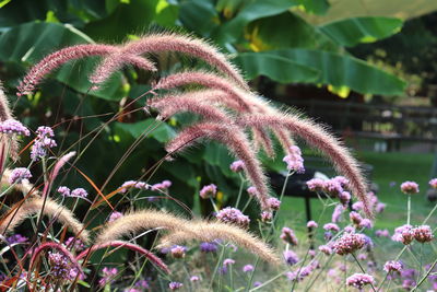 Close-up of pink flowering plants