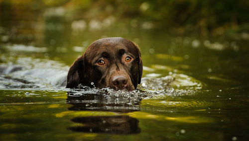 View of dog swimming in water