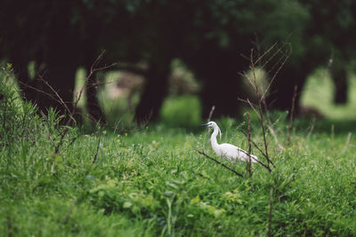 Bird on field