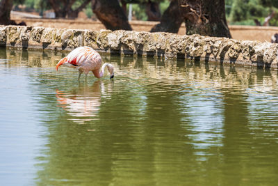 Duck drinking water in a lake