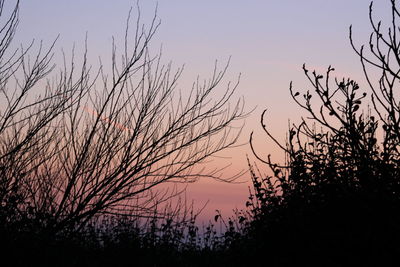 Silhouette of bare trees against sky at sunset