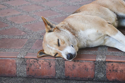 Animal beautiful background. sleep a dog.