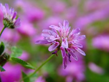 Close-up of pink flowers