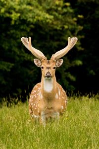 Portrait of deer on field