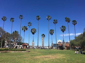 Palm trees on field against sky