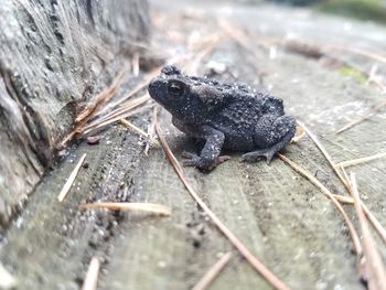 Close-up of black insect on wet wood