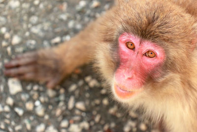 Portrait of japanese macaque outdoors