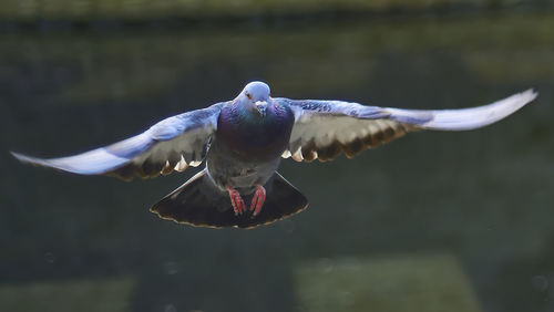 Close-up of bird flying