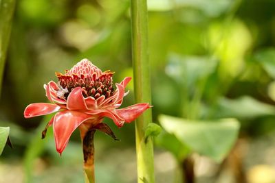 Close-up of red flower