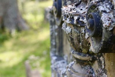 Close-up of tree trunk