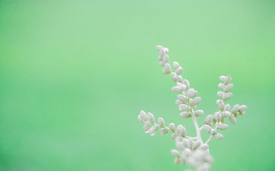 Close-up of white flowering plant against green background