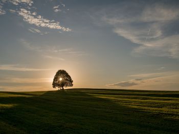 Tree on land against sky during sunset