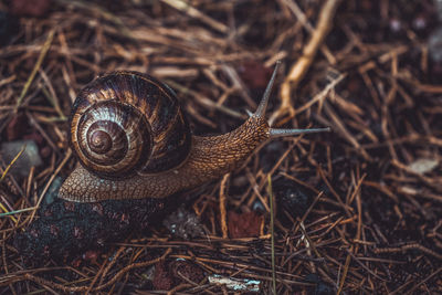 Close-up of snail on land