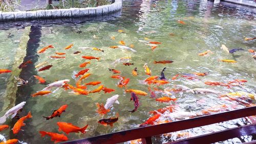 High angle view of koi carps swimming in lake