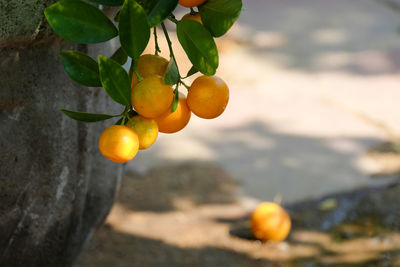 Close-up of orange fruits on tree