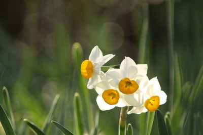 Close-up of yellow flower