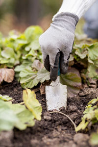 Cropped image of woman planting in garden