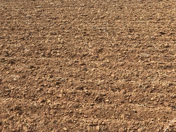 Full frame shot of rice field