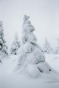Snow covered fir against sky