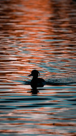 Silhouette man swimming in pool