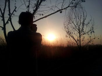 Silhouette of trees at sunset