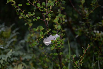 Close-up of white flower growing on plant