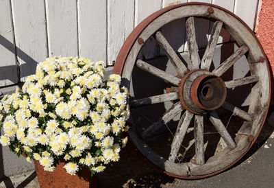 Close-up of flowering plants by wall