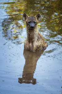 Hyena swimming in lake