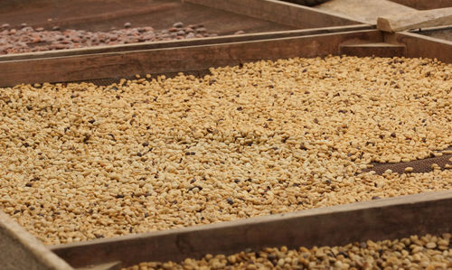 High angle view of wheat in farm