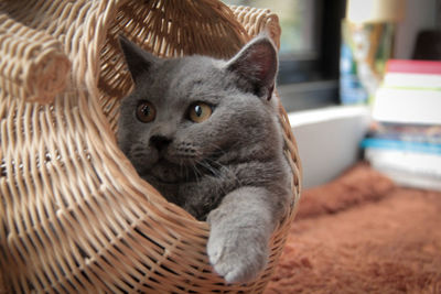 Close-up portrait of a cat