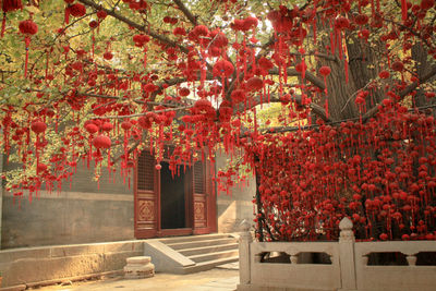 Close-up of red flowers