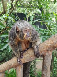 Close-up of monkey sitting on tree