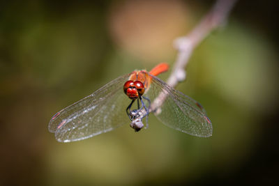 Close-up of insect on leaf