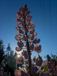 Low angle view of flowering plant against clear blue sky